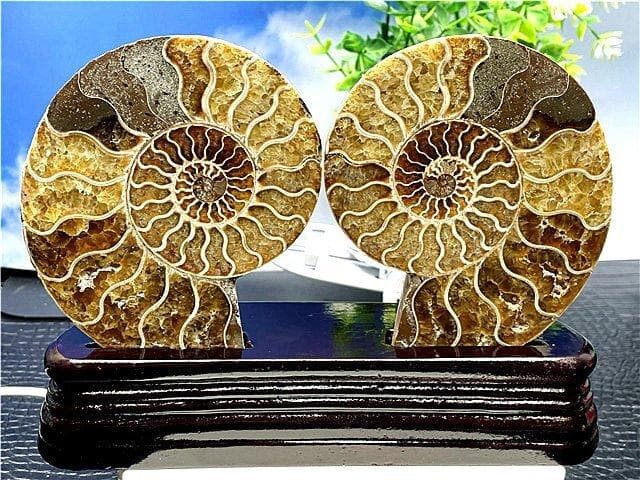 ★貴重－アンモナイト縫合線オパール化石標本B88U3/145U89D