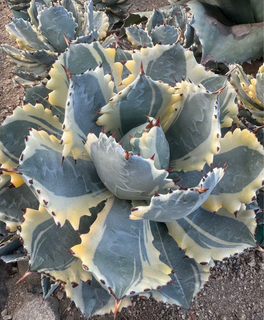 Agave （アガベ　入門セット4株）