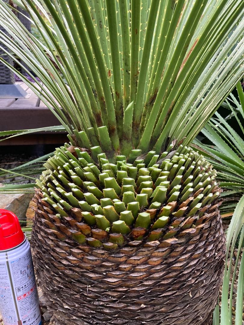 耐寒性！ダシリリオン　ミキワネンシス大株◇ドライガーデン南国ロストラータ　ユッカ