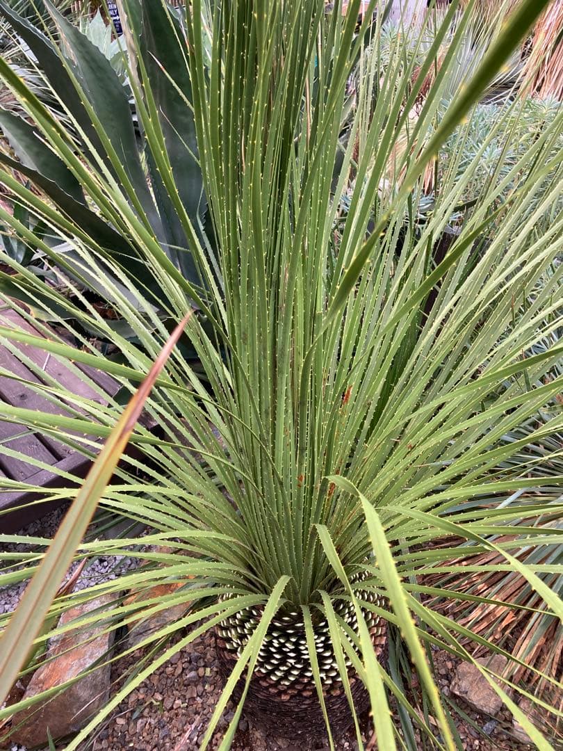 耐寒性！ダシリリオン　ミキワネンシス大株◇ドライガーデン南国ロストラータ　ユッカ