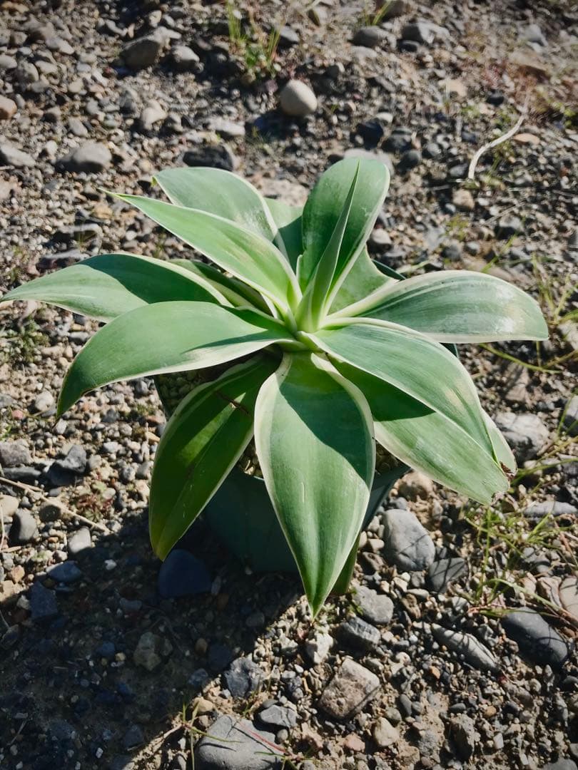 専用出品　※ 速達発送