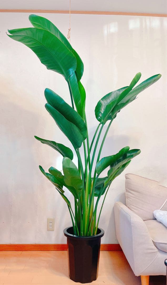 激安！　ストレチア　オーガスタ B 大型❗️ 181センチ　10号鉢 観葉植物
