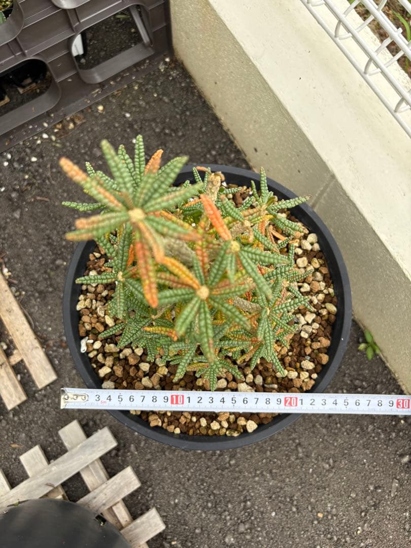 larsson-gekkabijinn枠　ギガスブラータ