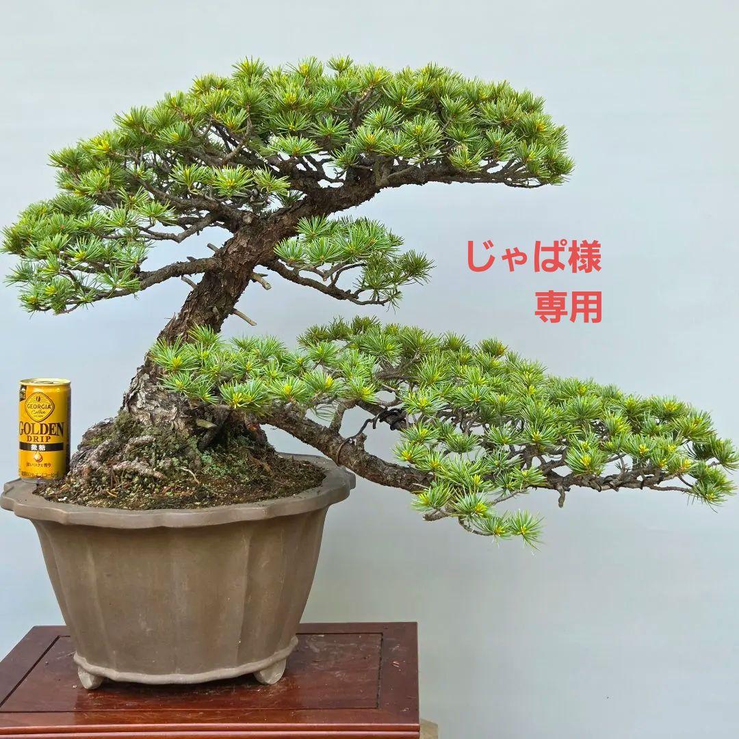 五葉松　[吹き流し]　大品盆栽 じゃぱです。