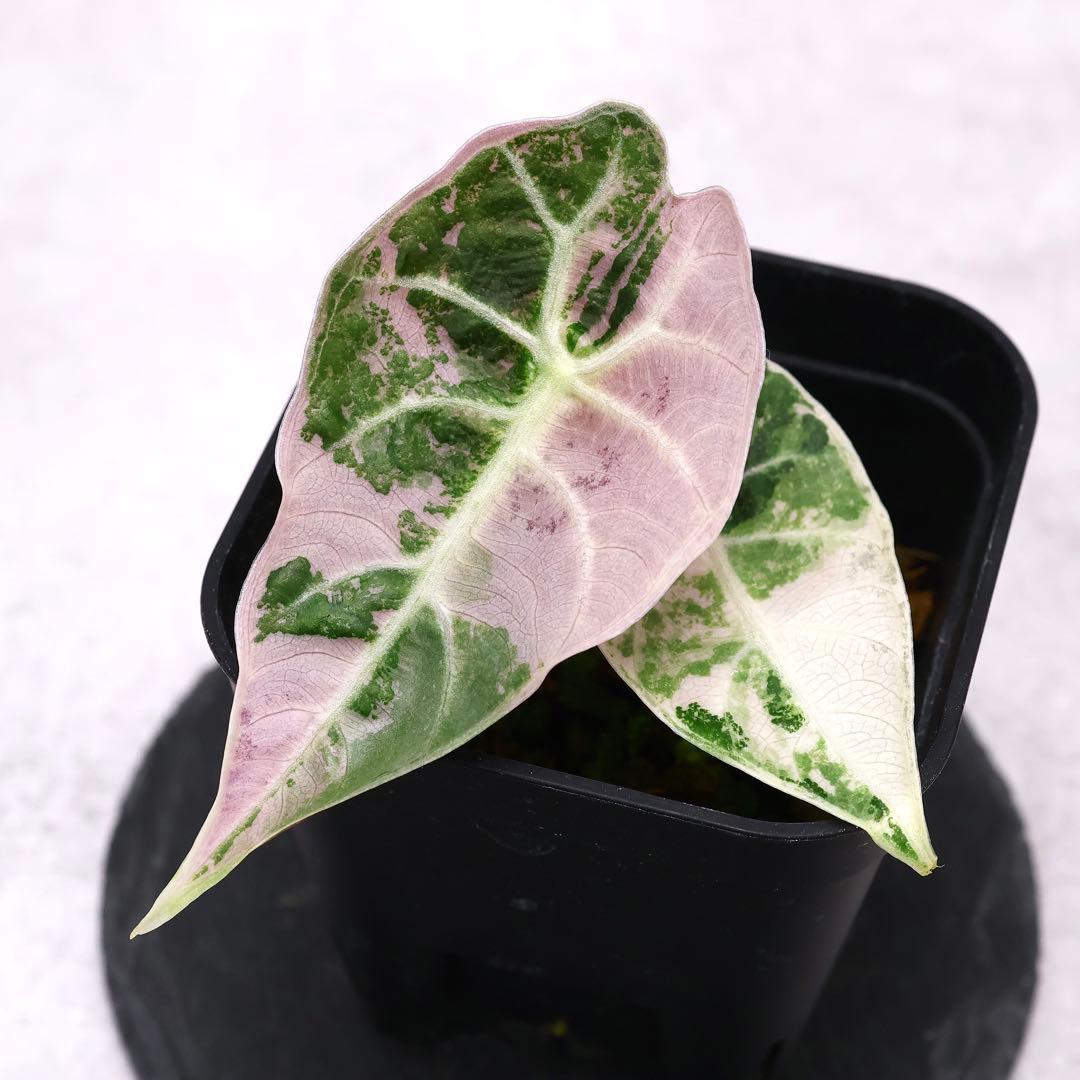 アロカシア ワトソニアナ ドフ ピンク 斑入り