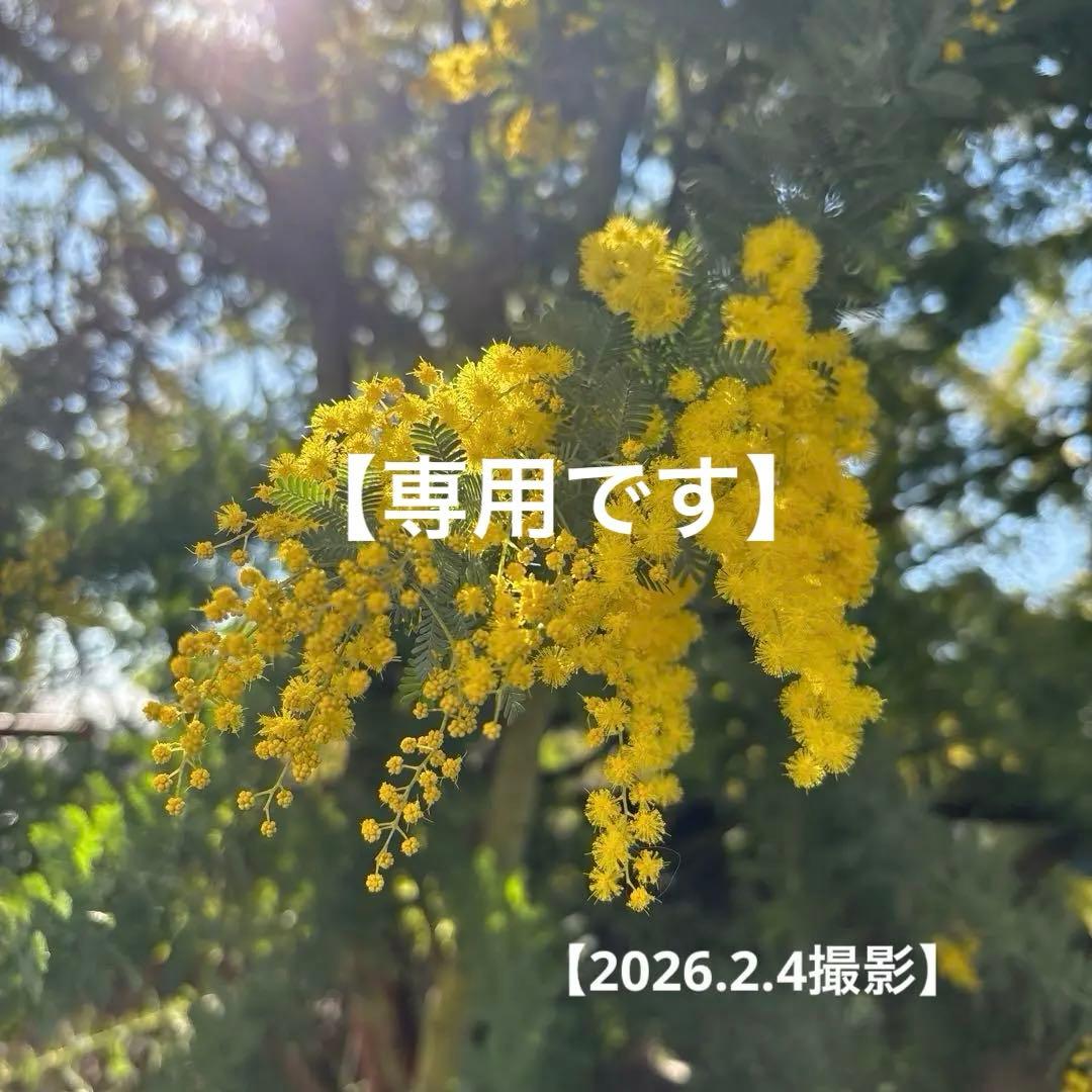 【ぶるーべりーじゃむさま専用】②フレッシュミモザ　無農薬　100サイズたっぷり