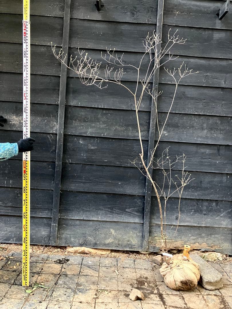 11 山採り　バイカツツジ