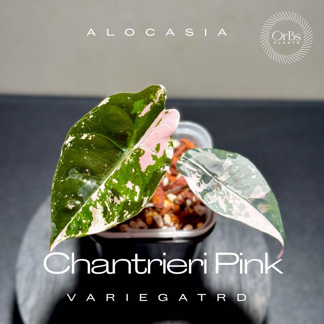 アロカシア シャントリエリ ピンク斑入り 優良株 鉢のまま発送