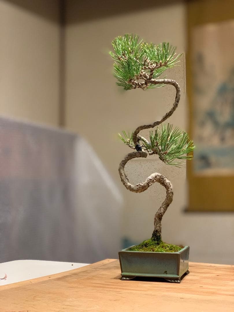 曲芸の美　幹流れの乙な文人黒松　樹高約43cm（検索/懸崖　真柏　赤松　盆栽）