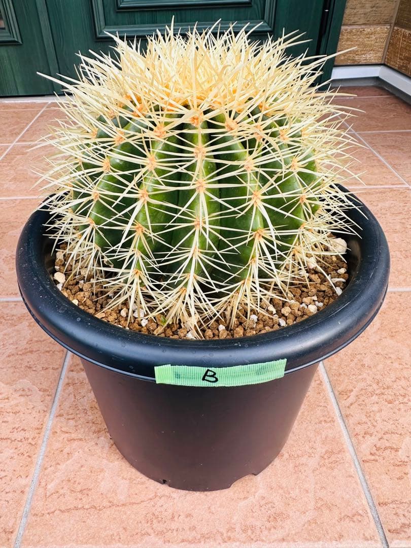 サボテン　金鯱【B】　美株　ドライガーデン　ガーデニング　オレンジ色濃いめ