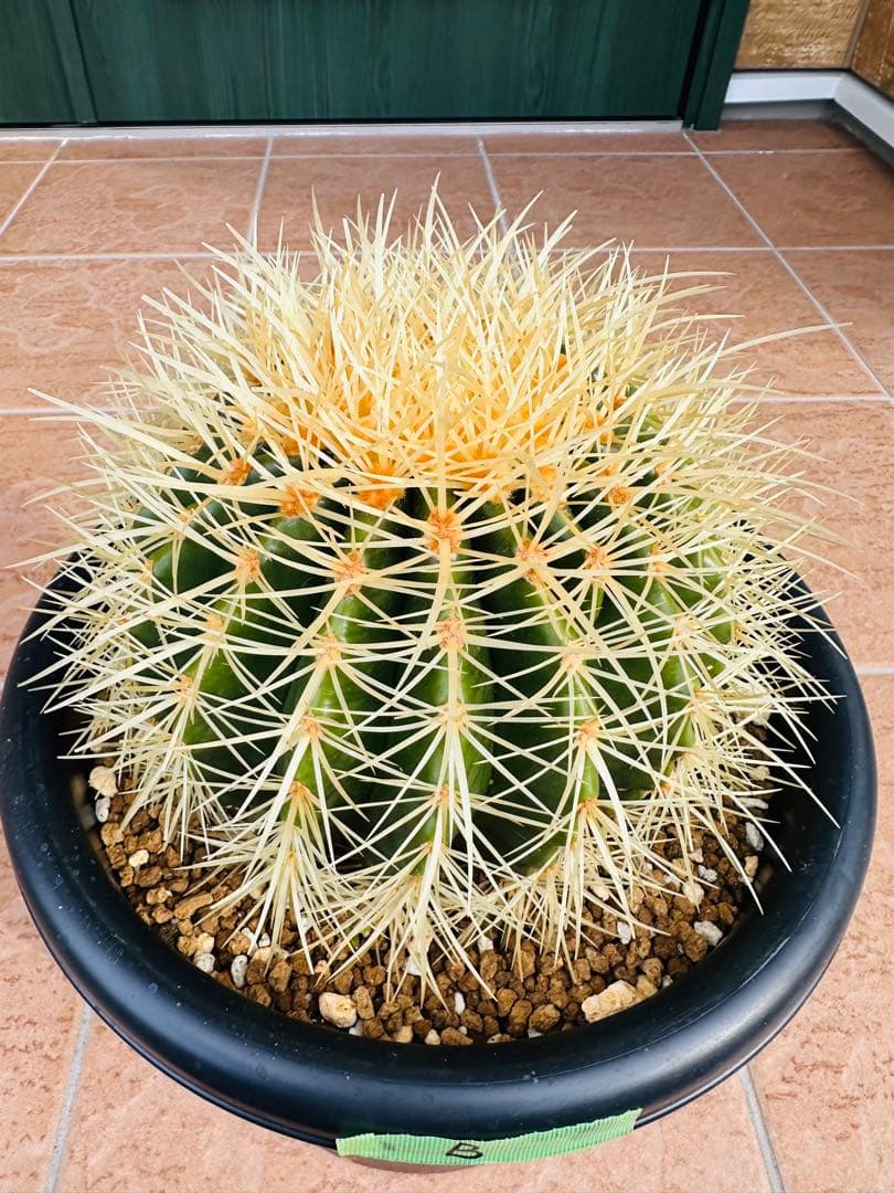 サボテン　金鯱【B】　美株　ドライガーデン　ガーデニング　オレンジ色濃いめ