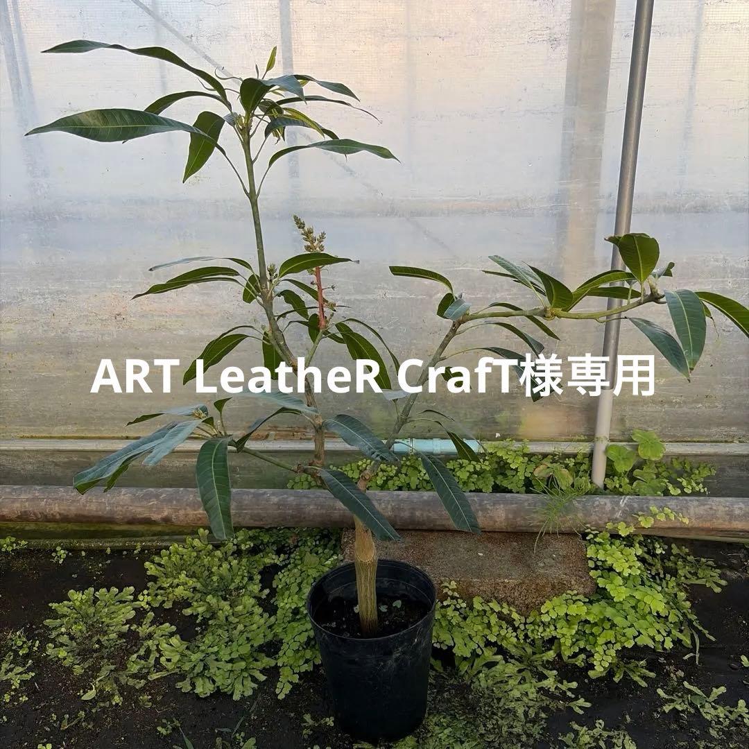 アップルマンゴー苗　6号　花芽付き