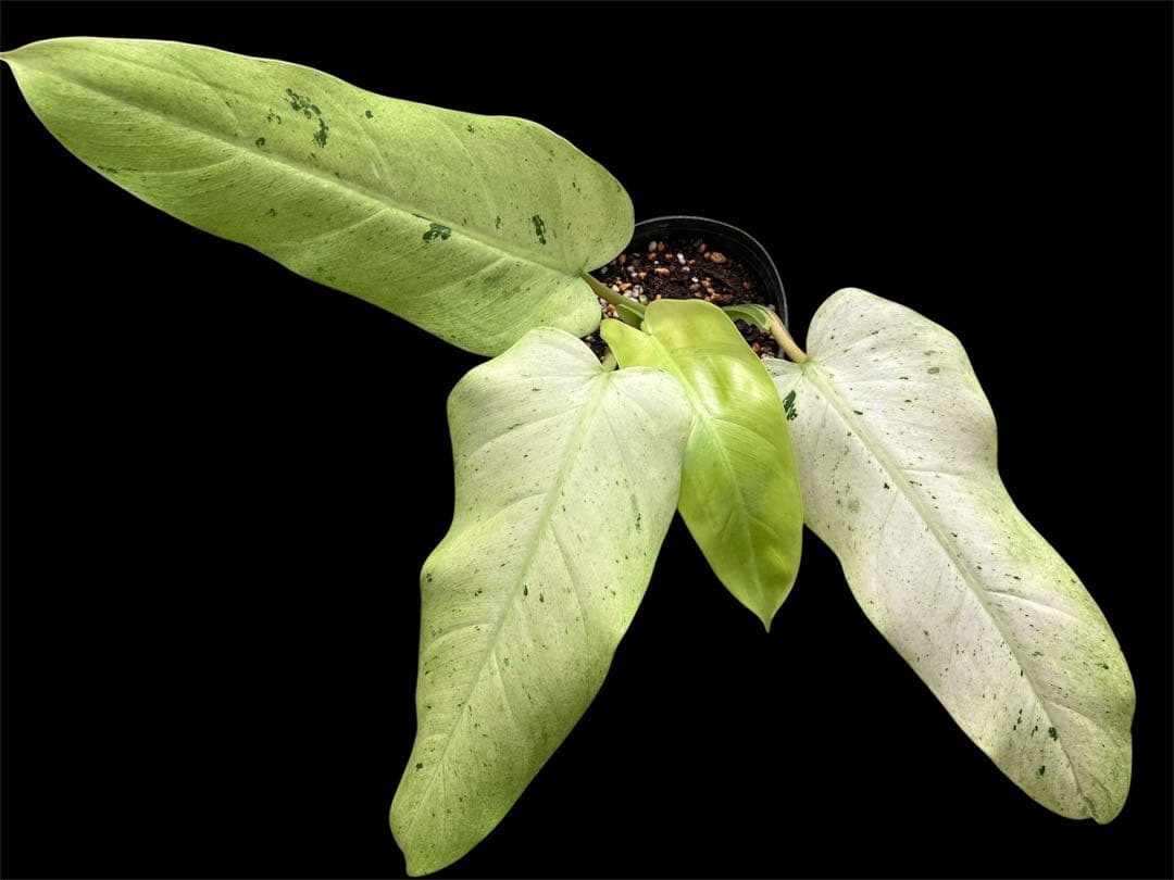 【希少植物】 フィロデンドロン イルセマニー ミント バリエガタ