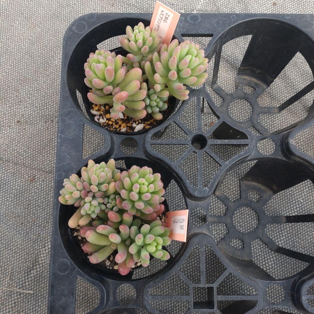 とみーさん専用