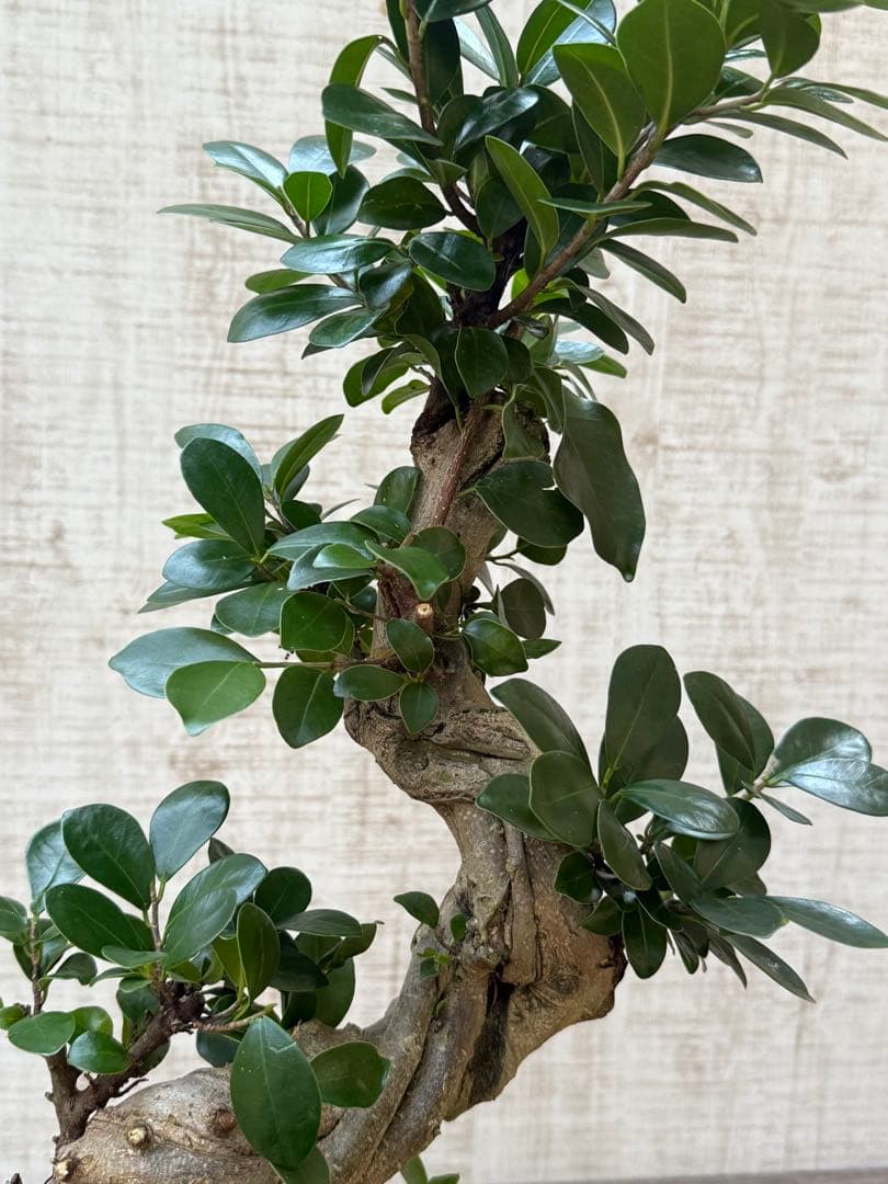 ☆ ガジュマル 太幹ねじり♪ 78cm 7号Pot♪