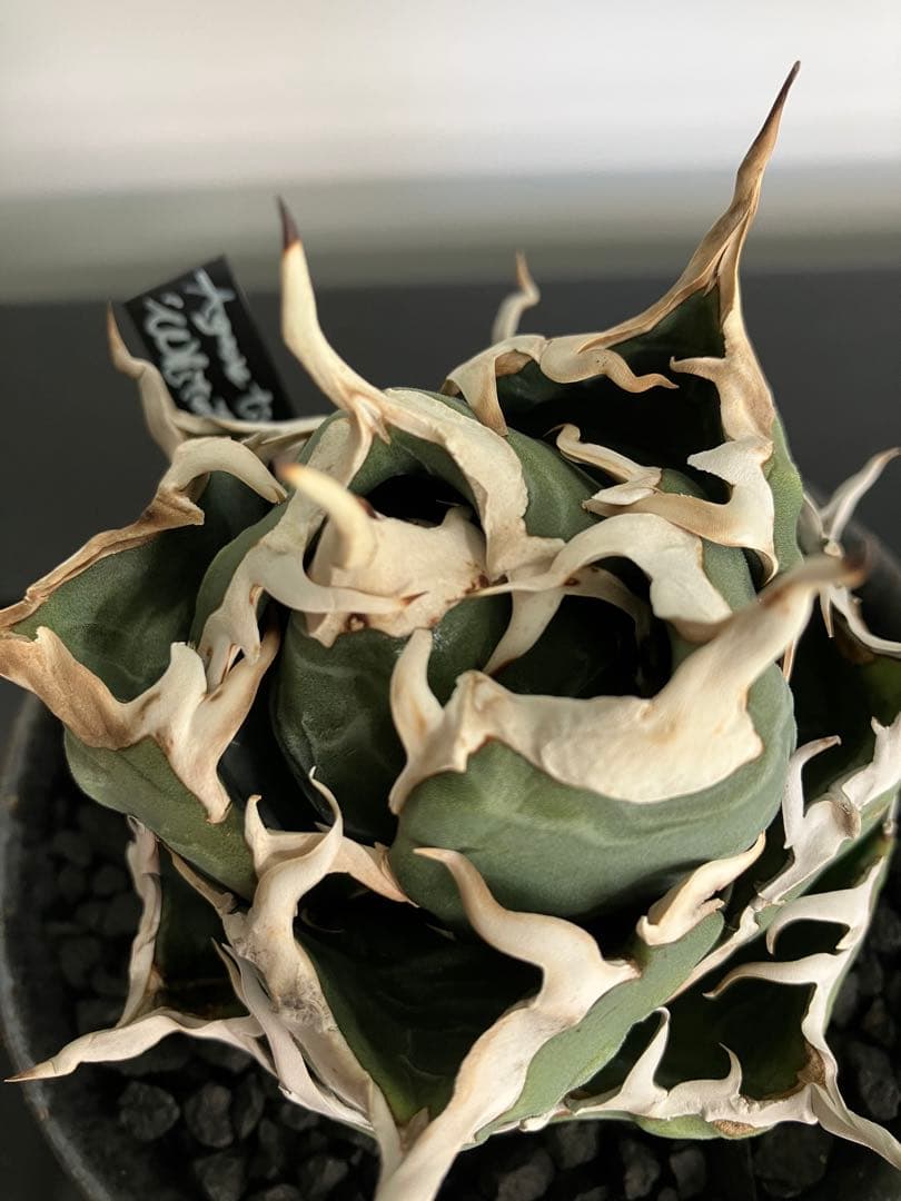 【専用】コレクション放出　アガベ白鯨　コンパクト強刺ボール　トップ超ロング