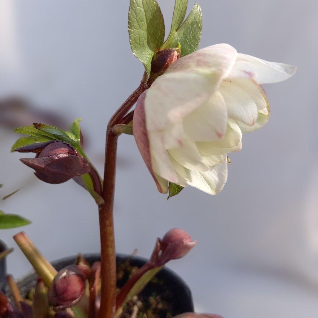 お買い得！クリスマスローズ5個セット