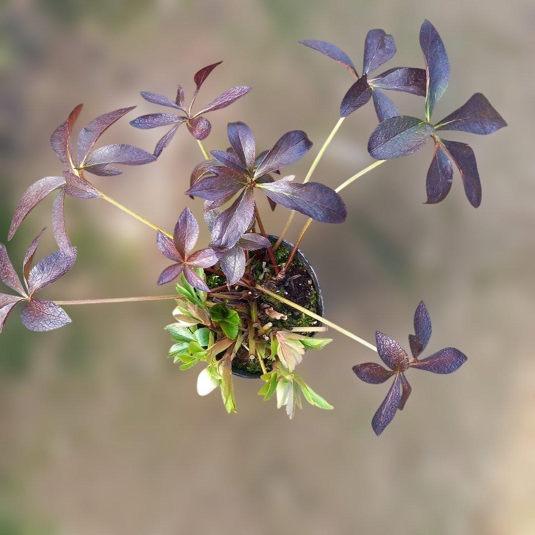 お買い得！クリスマスローズ5個セット