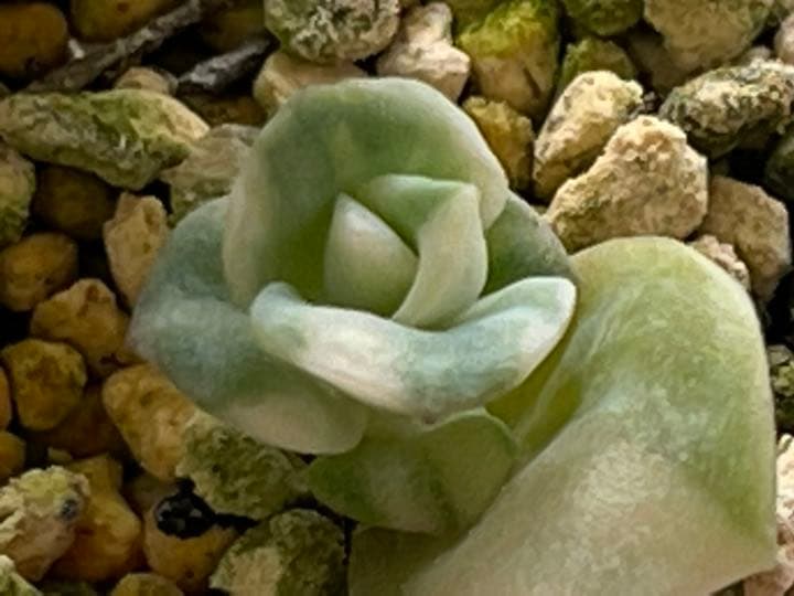 ❤️専用出品❤️ラブリーローズ錦　　　　　　　　　❤️可愛くなる予感①❤️