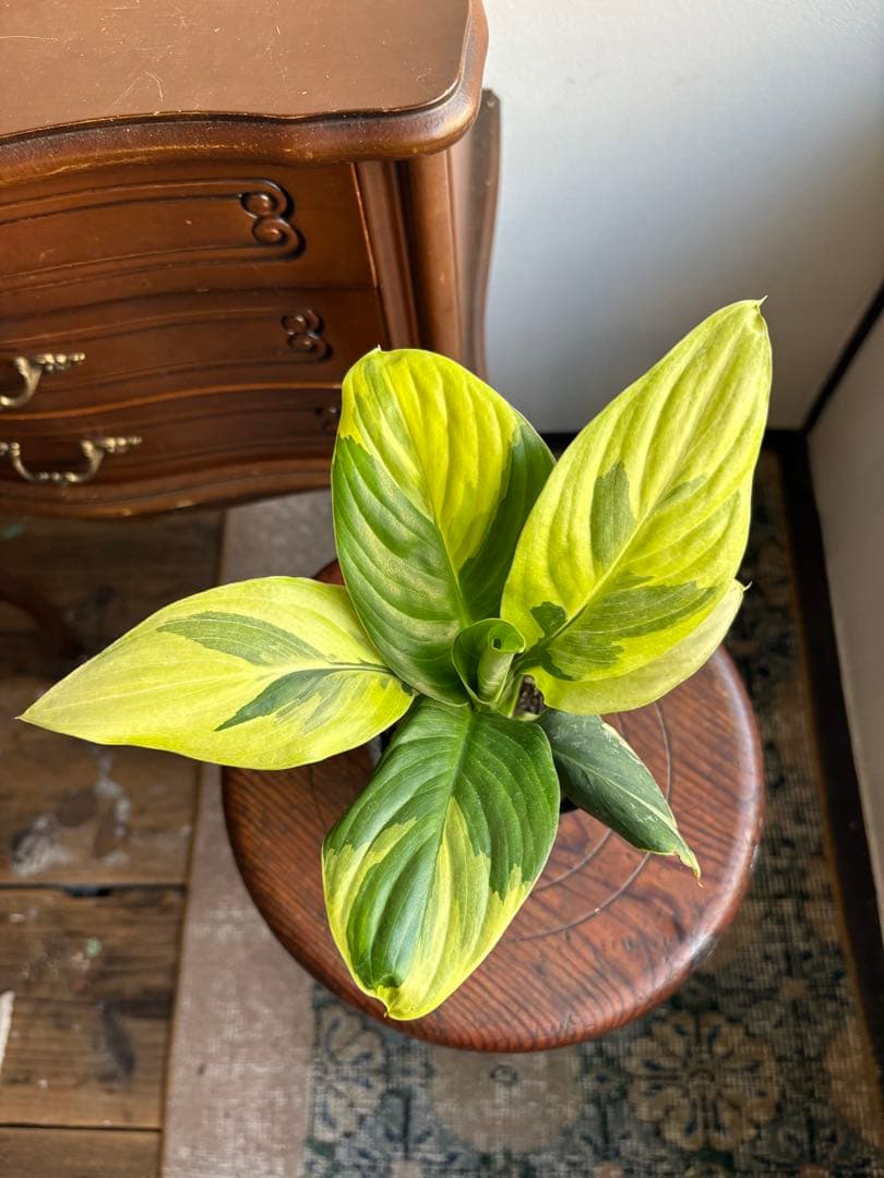 スパティフィラム センセーション 黄斑 斑入り 3号ポット ②