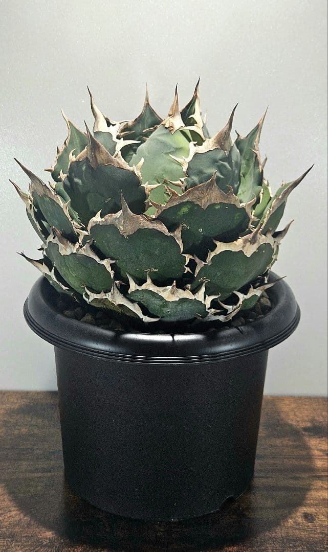 A*)様 【大株】アガベ ノーネーム オテロイ チタノタ ボールタイプ 7