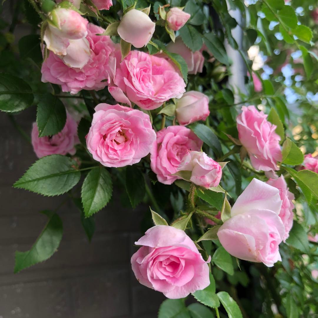 つるバラ苗　ユキコ　ツルバラ苗　＊冬支度が始まってます！お安くしてます＊