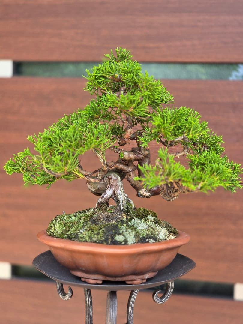 盆栽　真柏　盆栽鉢