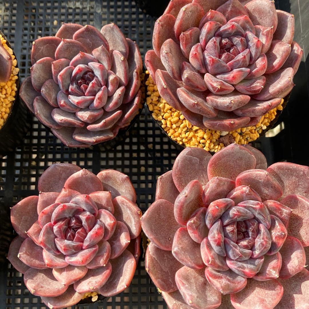 エケべリア　韓国苗　ブラックチェリー 大苗　多肉植物