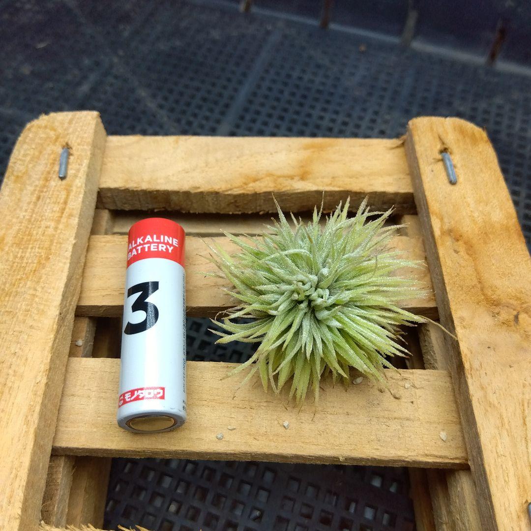 ブロメリア・エアープランツ Tillandsia ionantha 'monstrose'