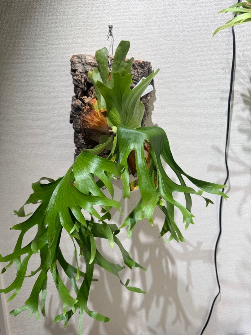 platycerium　coronarium \