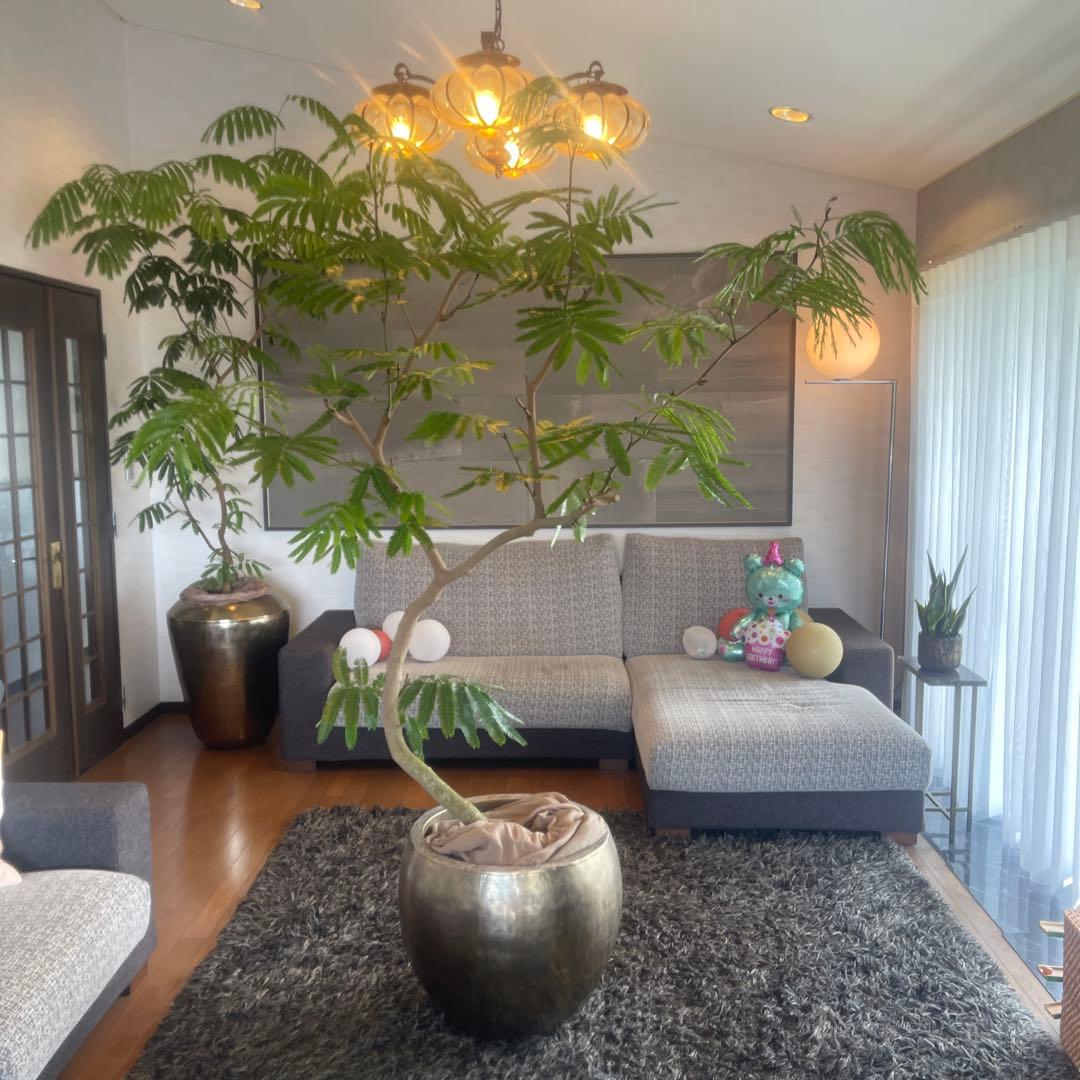 エバーフレッシュ　大型　幹太　曲がり樹形　観葉植物　カッシーナ　アクタス