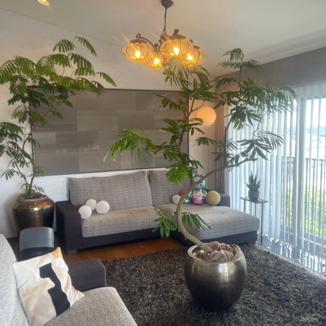 エバーフレッシュ　大型　幹太　曲がり樹形　観葉植物　カッシーナ　アクタス