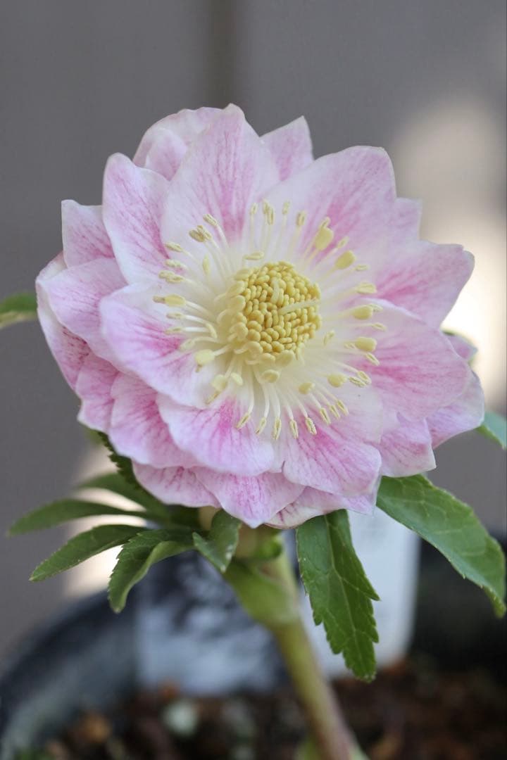 ♡広瀬園芸♡ 淡色ベビーピンク　ソレイユ系