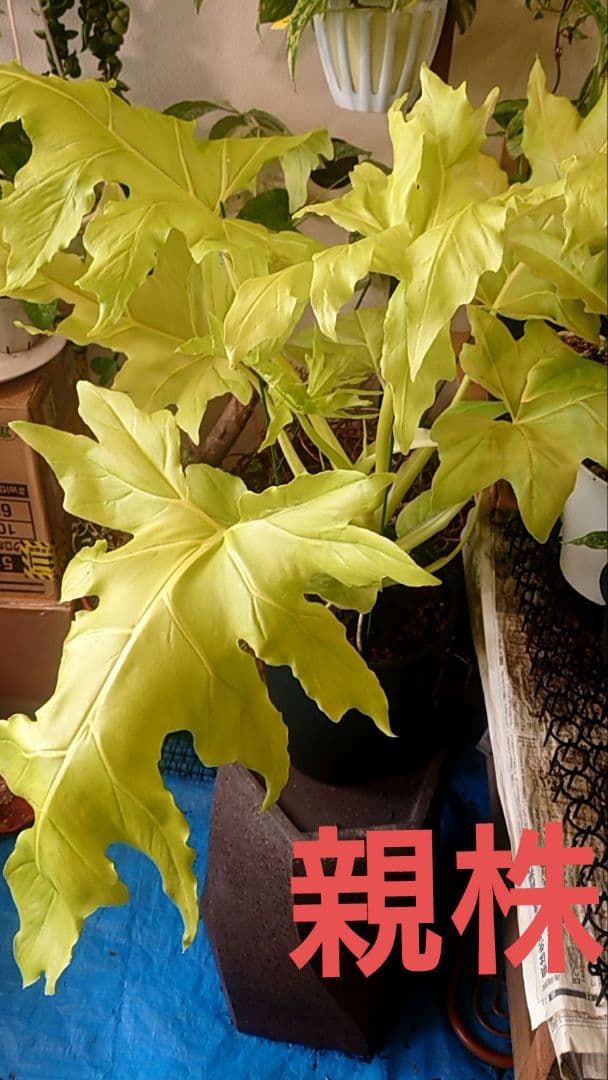 フィロデンドロン　セローム　ゴールド　ワルセヴィッチワルセラ　　もち様確認用