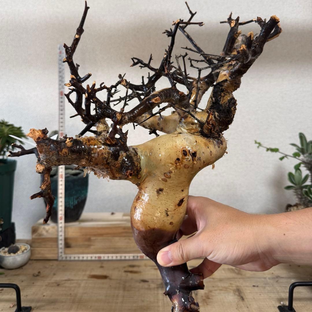 K95 コミフォラ ピュア カタフ ソマリア 現地株 新着 下処理済み