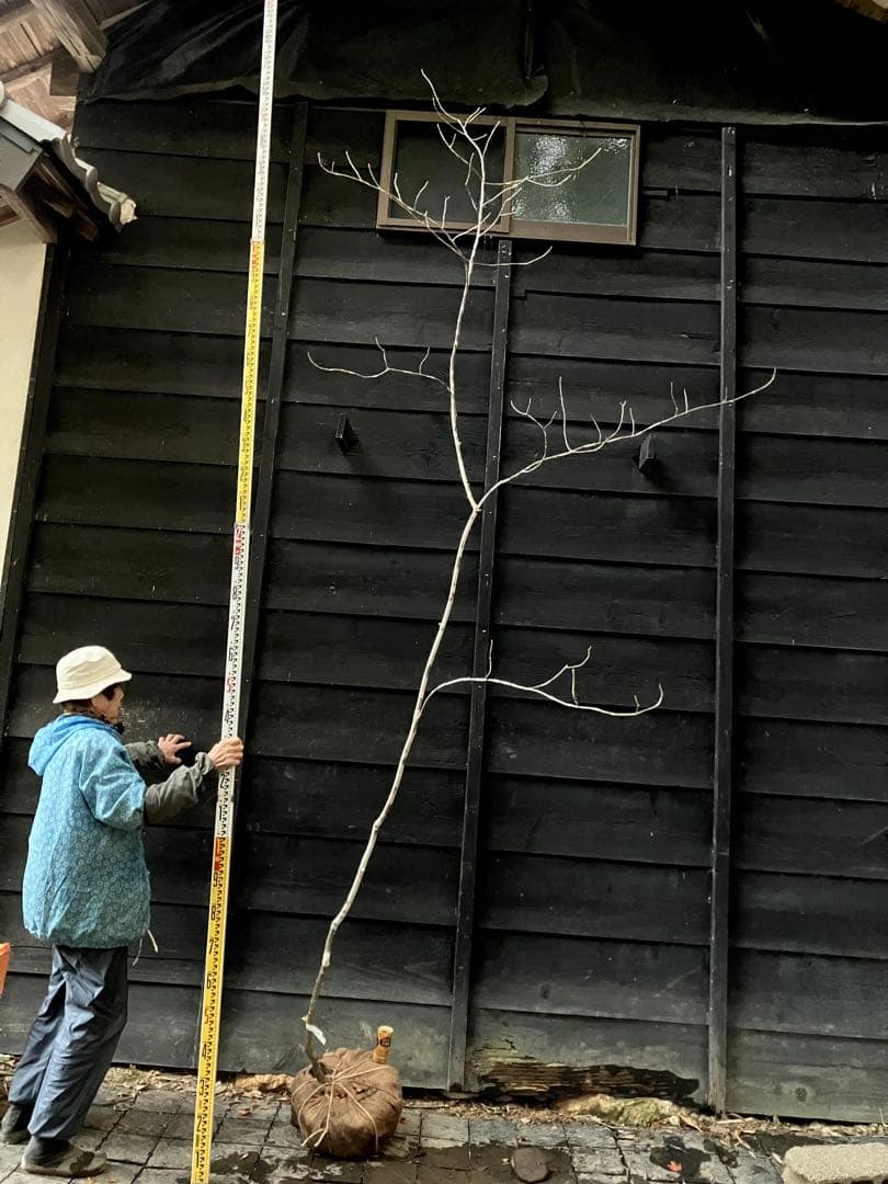 400 山採り　アオダモ