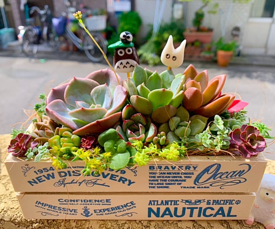 売約済多肉植物 寄せ植え