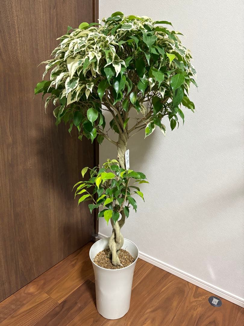 フィカス　ベンジャミナ　スターライトビューティークイーン　MIX