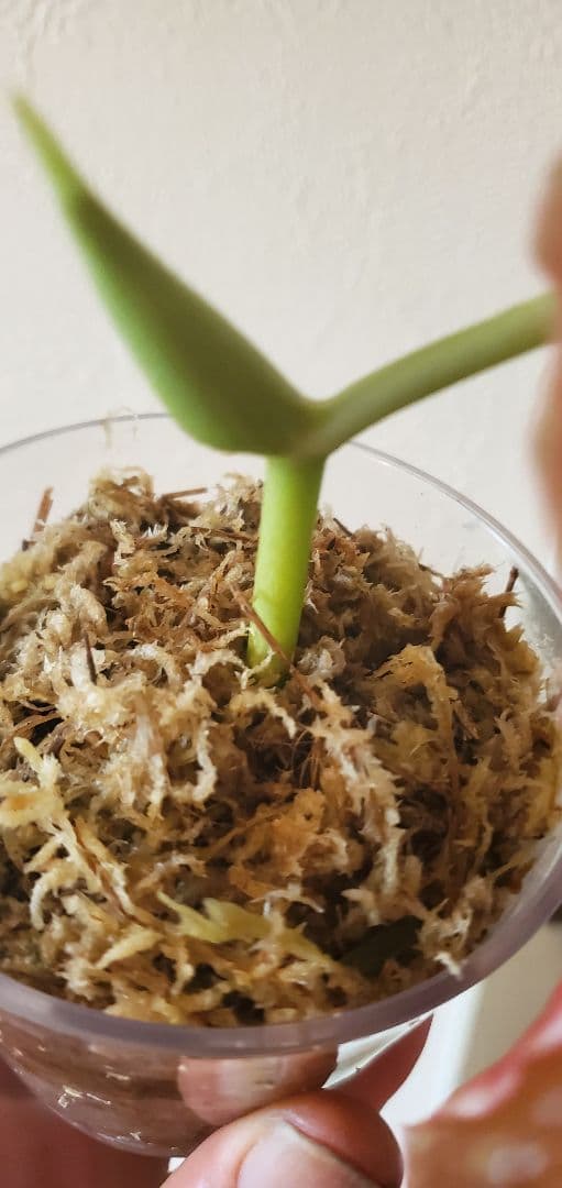 ハ*ん様 値下げしました。ベゴニア・マクラータ斑入り株の出品です。