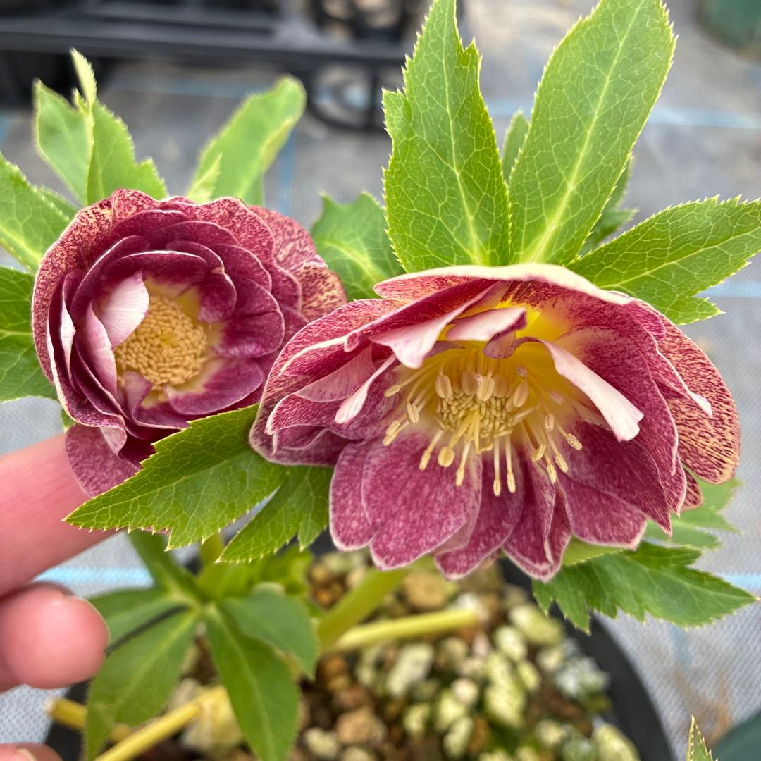 クリスマスローズ　加藤農園　5寸