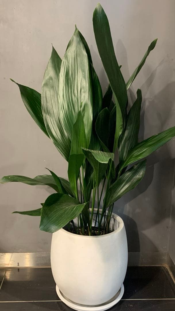 ハラン ファイバー鉢 お皿付き