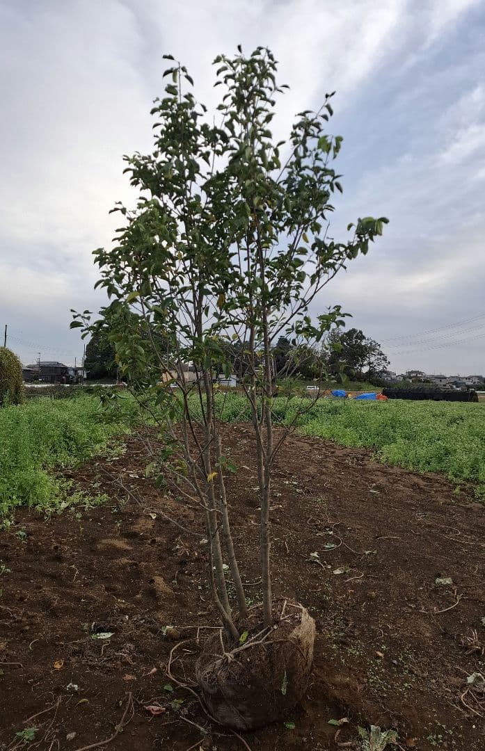 ソヨゴ 雌株 雑木 ――アオダモ アオハダ モミジ 山彩り ――