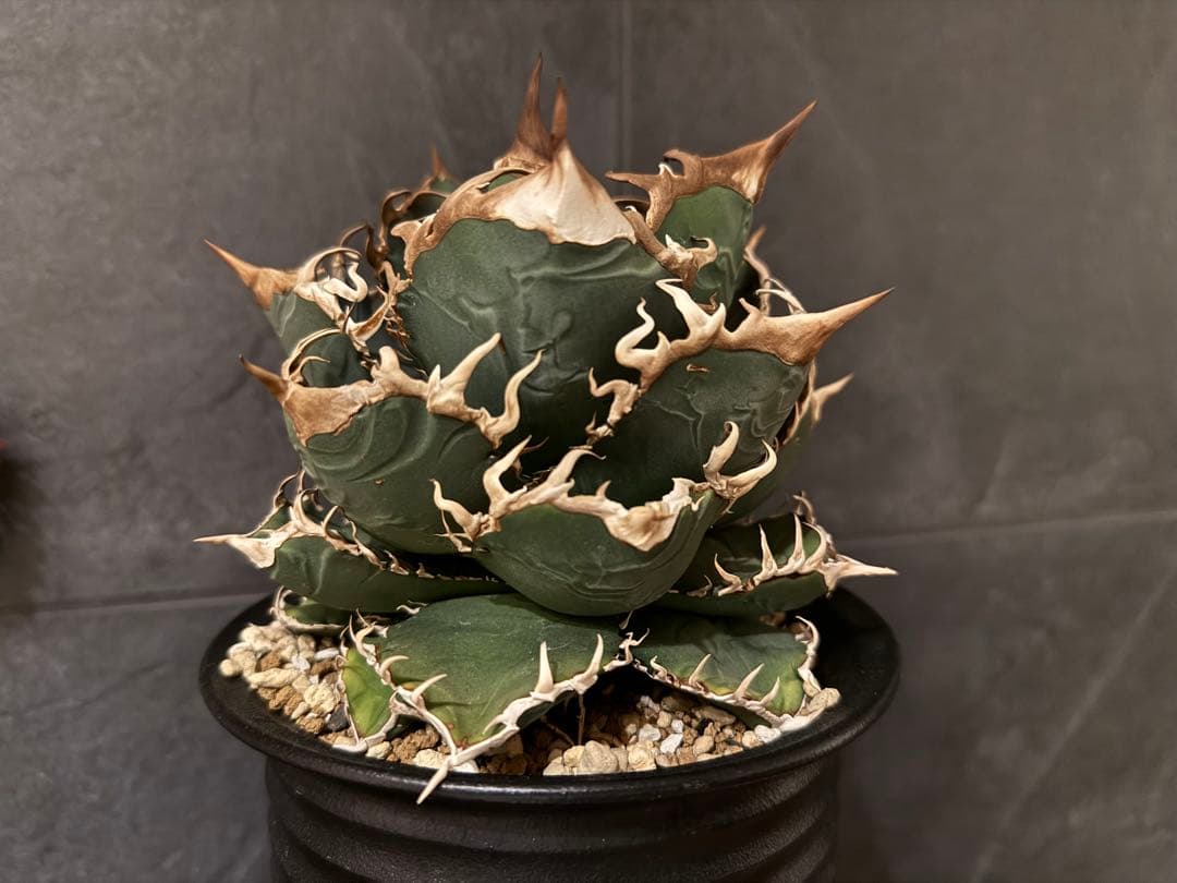 アガベ　チタノタ　JAPAN ジャパン　親株