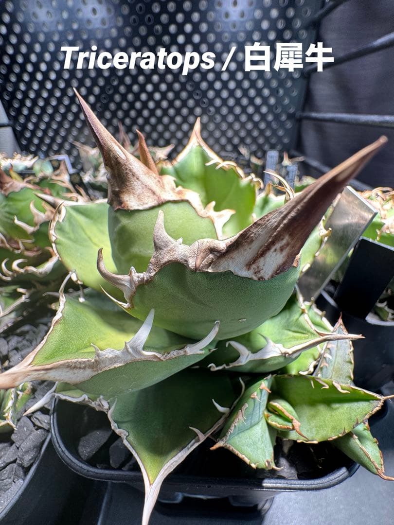 【CG産】アガベ⭐︎チタノタ⭐︎Triceratops/白犀牛 02⭐︎子株⭐︎タグ付き