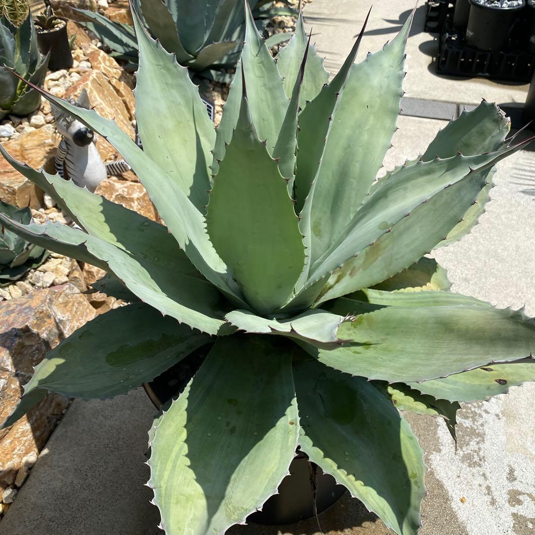 アガベ オバティフォリアバンジー 斑入り