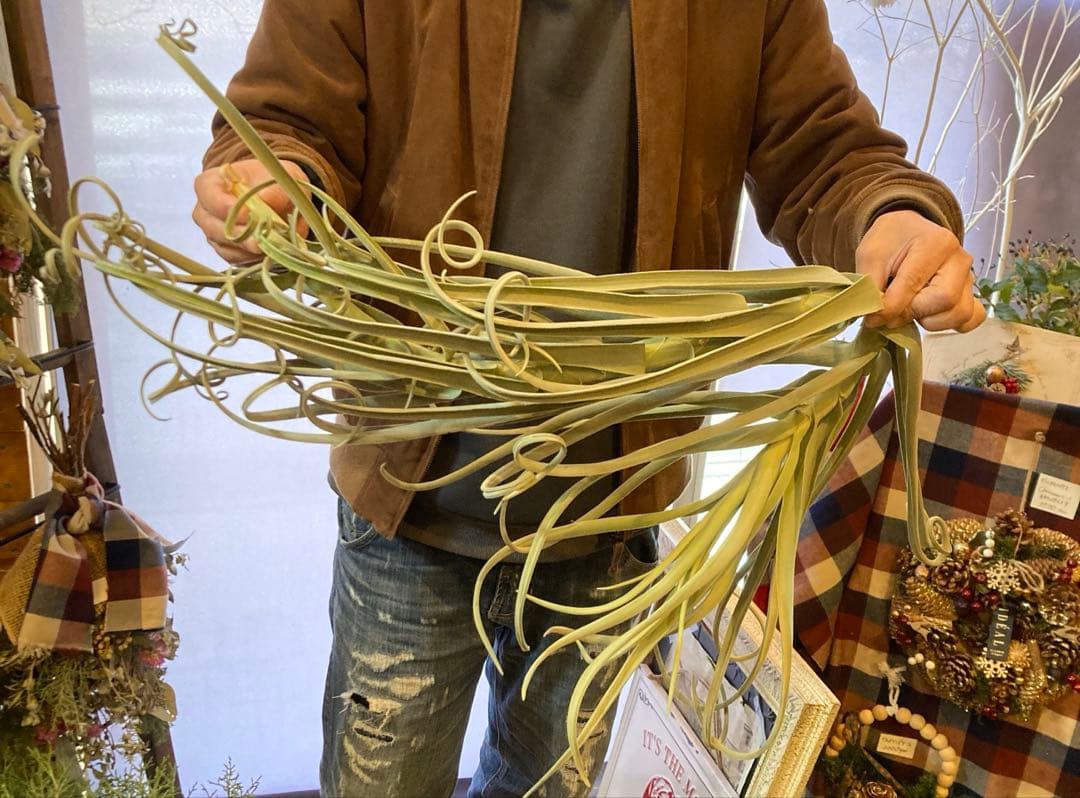 チランジア ドゥラティ