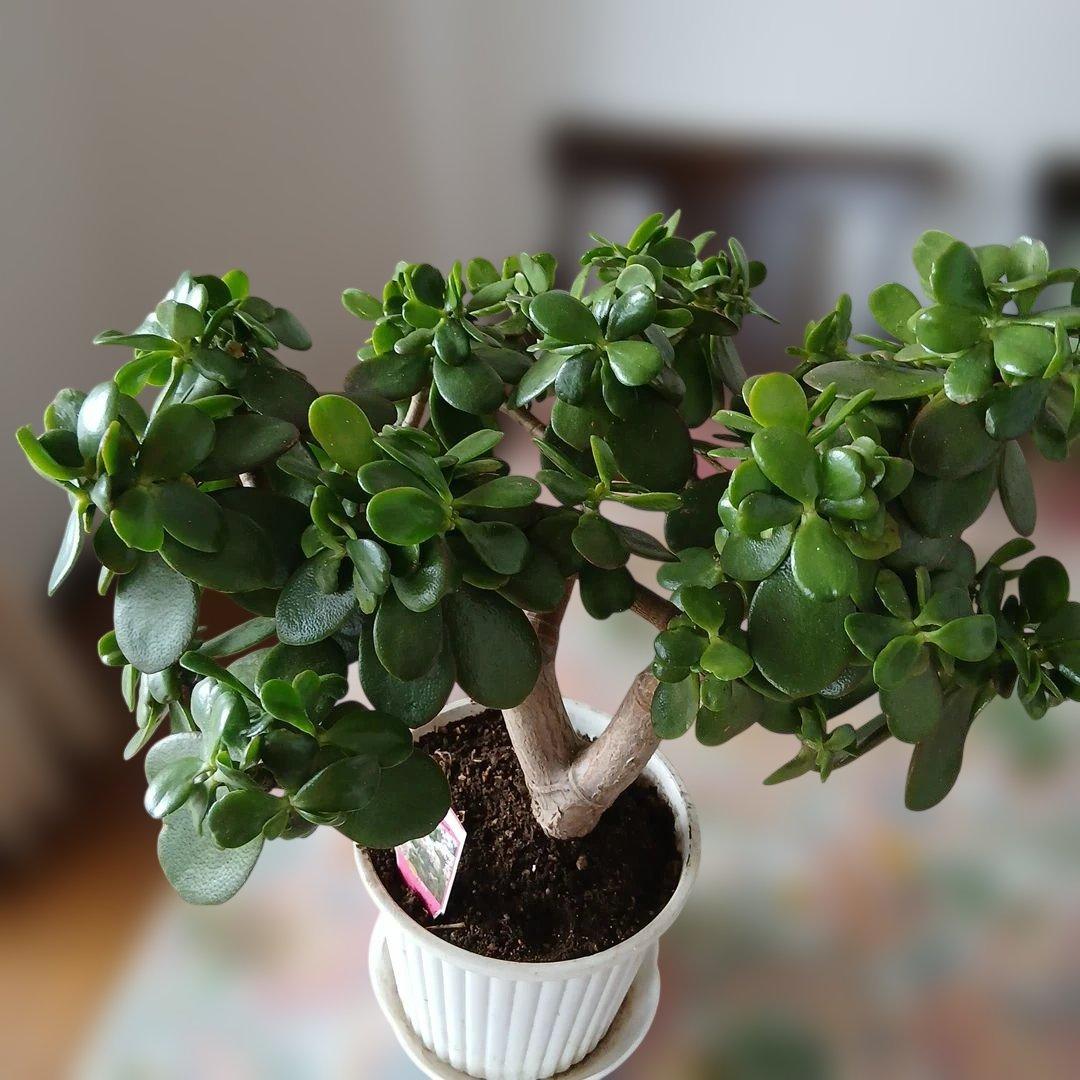 金なるの木　の一種桜花月　鉢付きメルカリ便発送