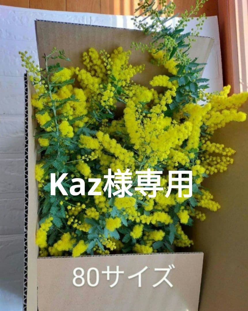 Kaz　ミモザ80サイズ