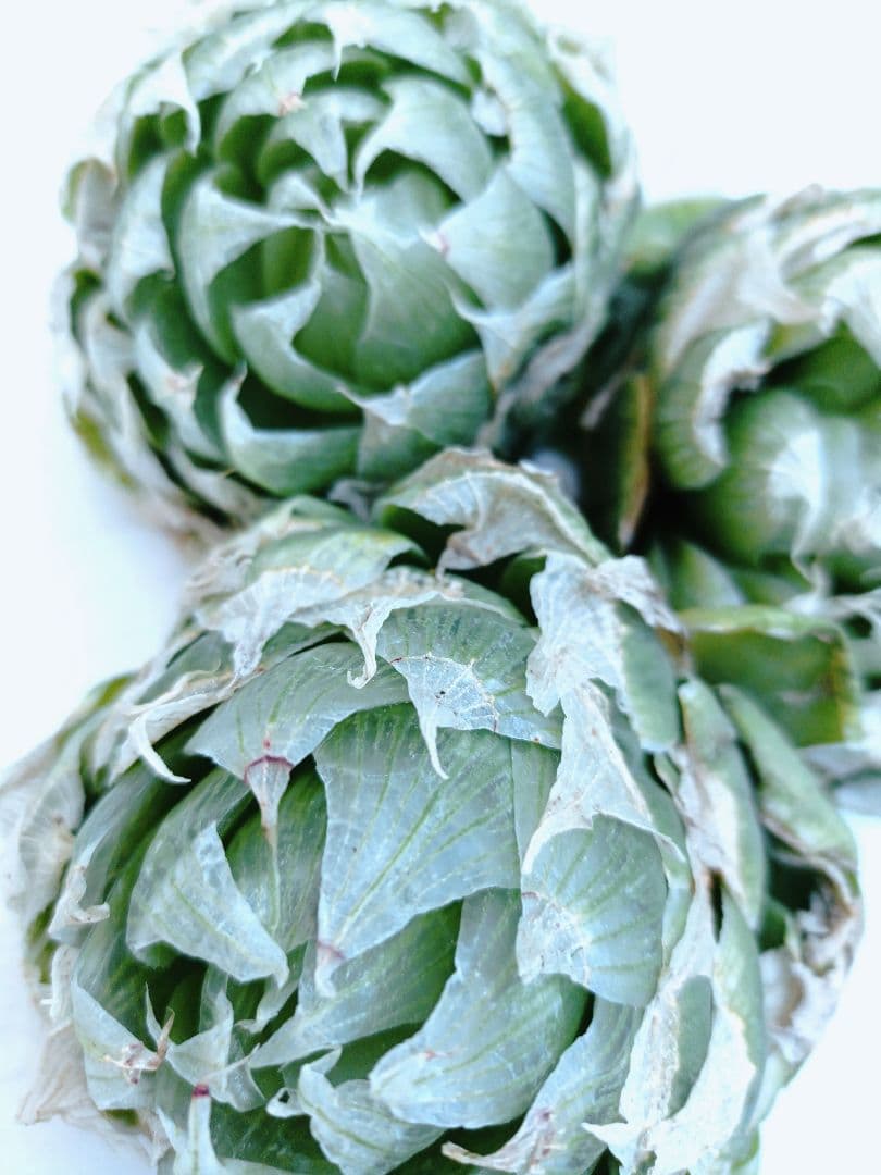 椿様ご検討中　　5苗半額セール傷多め　ロックウッディ　ハオルチア　レア種