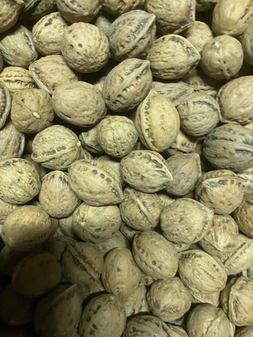 令和7年産　新物　福井産オニクルミ（鬼胡桃・鬼クルミ）約10kg